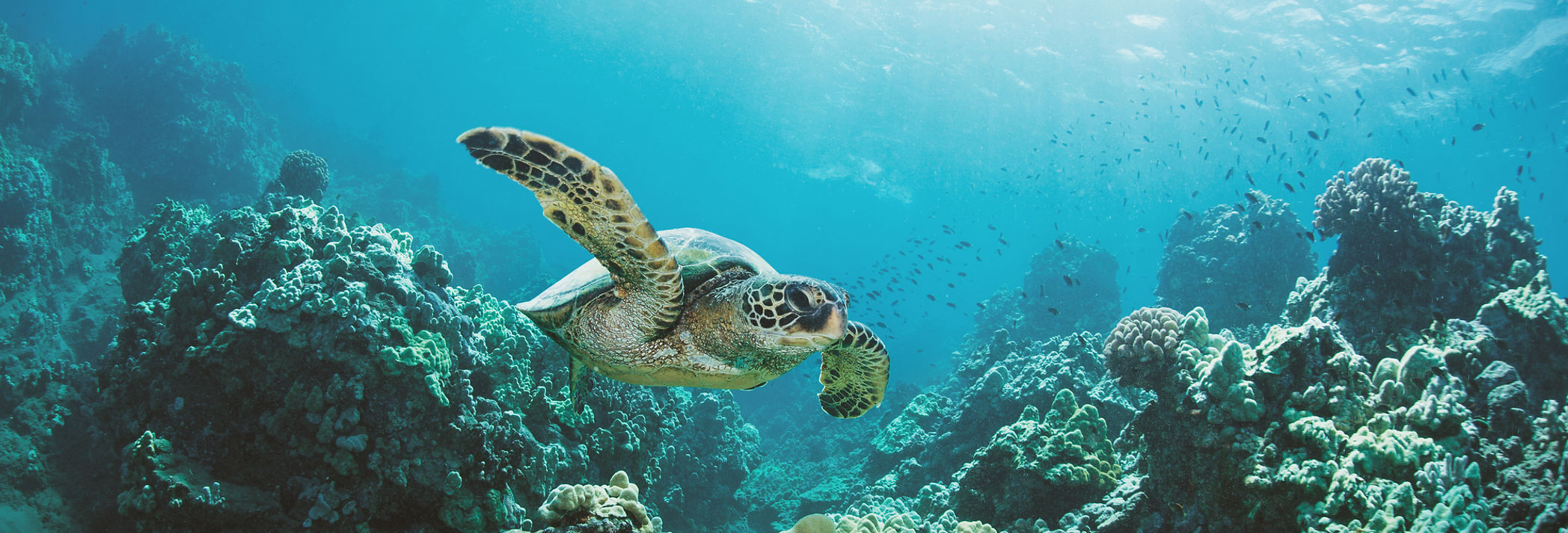 Sea Turtle